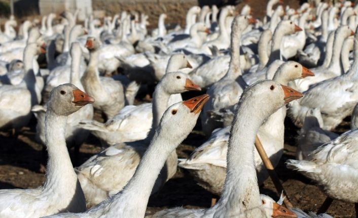 14 kazla başladı, şimdi binlercesini yetiştiriyor