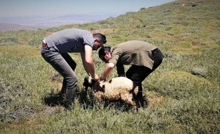 2 bin rakımda dikenli tellere takılan kuzuyu haberciler kurtardı