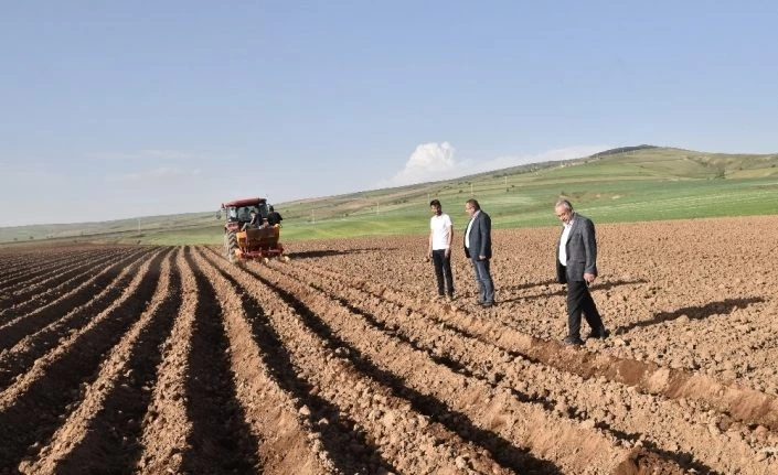 Ahlat’ta 50 bin dekar alanda patates ekimi yapılıyor