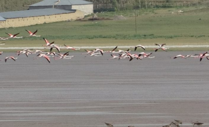 Van'da Akgöl’ün beklenen konukları ‘flamingolar’ geldi