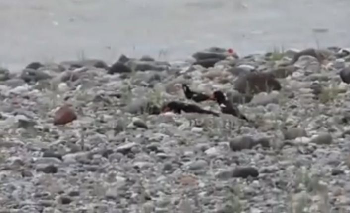 Aras Nehri poyraz kuşları ile cıvıl cıvıl
