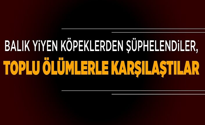 Van'da balık yiyen köpeklerden şüphelendiler, toplu ölümlerle karşılaştılar