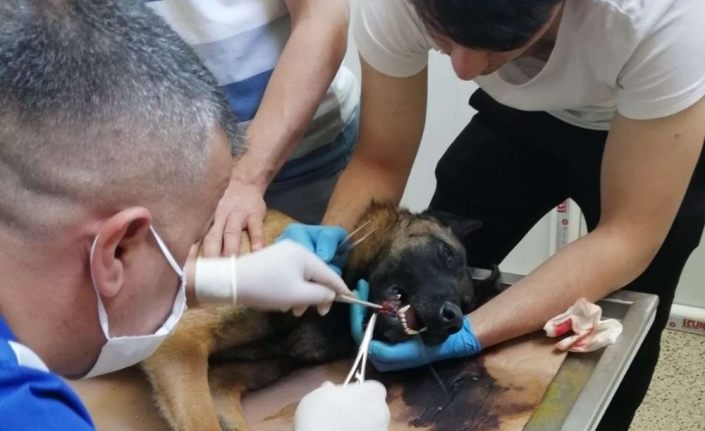 Belçika kurdu köpeğe başarılı ameliyat yapıldı