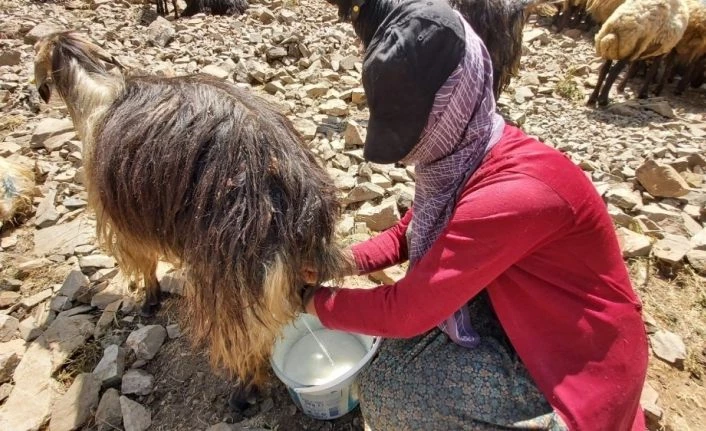 Bitlis’te berivanlar sezonu açtı
