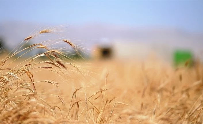 Buğdayda 2020 rekoltesinin 20,5 milyon tona ulaşması bekleniyor