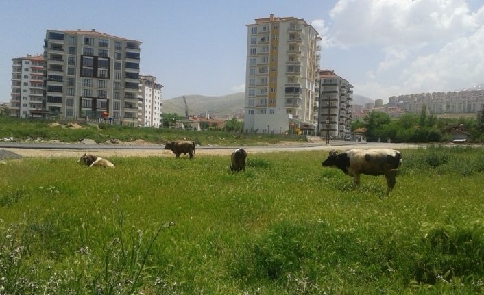 Çiftçi proje başvuruları 7 Temmuz’a uzatıldı