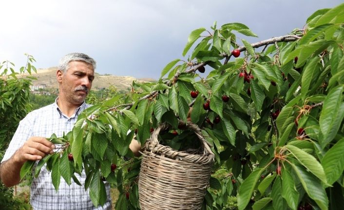 Dalbastı kirazında hasat zamanı