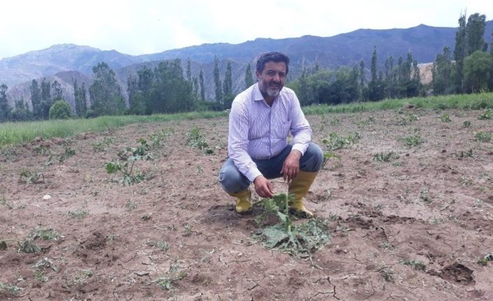 Dolu, bal kabağı tarlarına zarar verdi