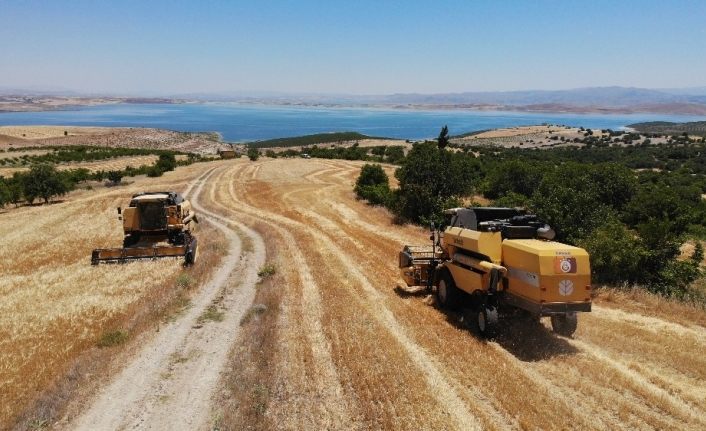 Elazığ’da 600 dönüme arpa eken başkan, hasada başladı