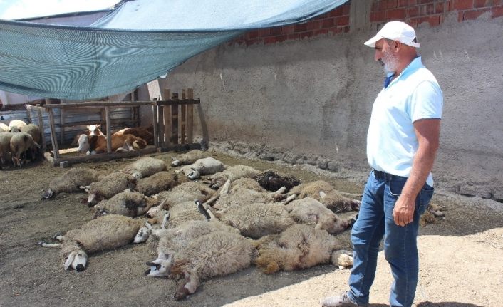 Elazığ’da kurtlar mahalleye indi, 22 koyunu telef etti