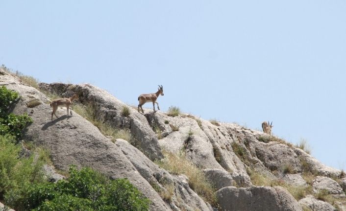 Elazığ’da yaban keçileri, Harput’a kadar indi