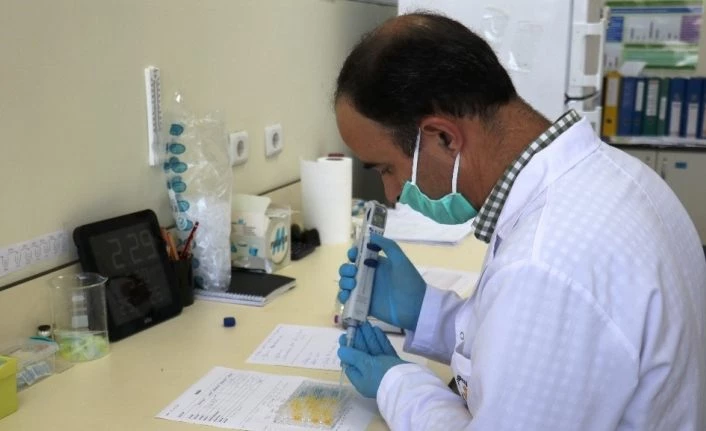 ELISA testi ile hem koronavirus hem de antikorları daha çabuk tespit edilebilecek