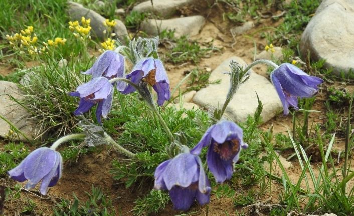 Erzincan 500 dolayında endemik bitkiye ev sahipliği yapıyor