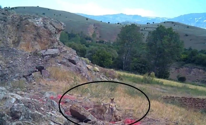 Erzincan’da tilki ailesi görüntülendi
