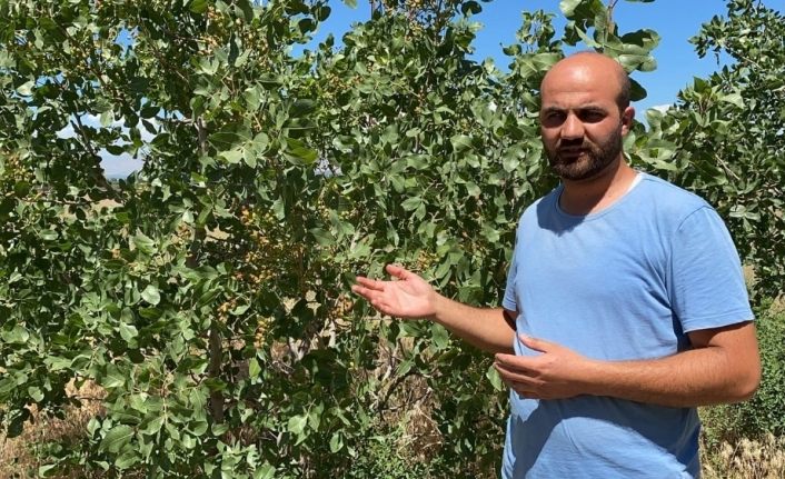 Genç öğretmen, Aralık rüzgar erozyonunda Antep fıstığı yetiştirdi