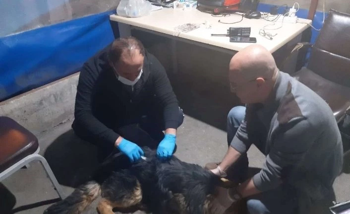 Hakkari’de zehirlenen köpek tedavi altına alındı