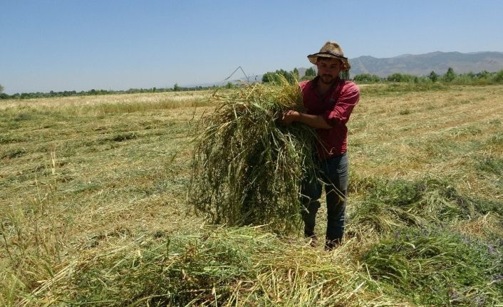 Hasat sırasında bulduğu atmaca yavruları için kontak kapattı