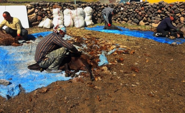 Iğdır’da koyun kırkma sezonu başladı