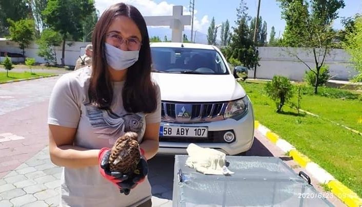 Iğdır’da yavru kerkenez yetkililere teslim edildi