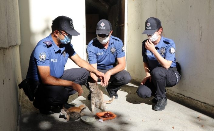 Karakolda doğum yapan kedi ve yavrularına polislerden şefkat eli