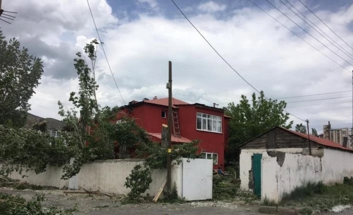 Kars’ta belediye polenli ağaçları kesiyor
