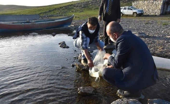 Kars’ta göllere 85 bin yavru sazan balığı bırakıldı