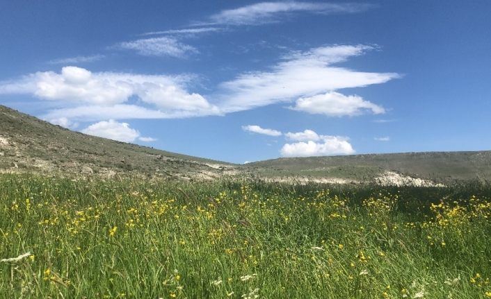 Kars’ta sarı çiçek açtı