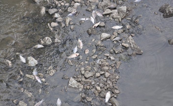 Kars’taki yüzlerce balık ölümü vatandaşları tedirgin ediyor
