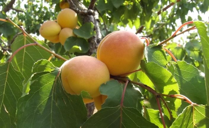 Kuru kayısı rekoltesi 85 bin ton olarak açıklandı