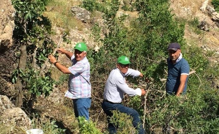 Malatya’da antepfıstığı yaygınlaşıyor