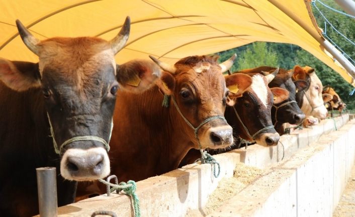 Malatya’da büyükbaş kurbanlık fiyatları açıklandı