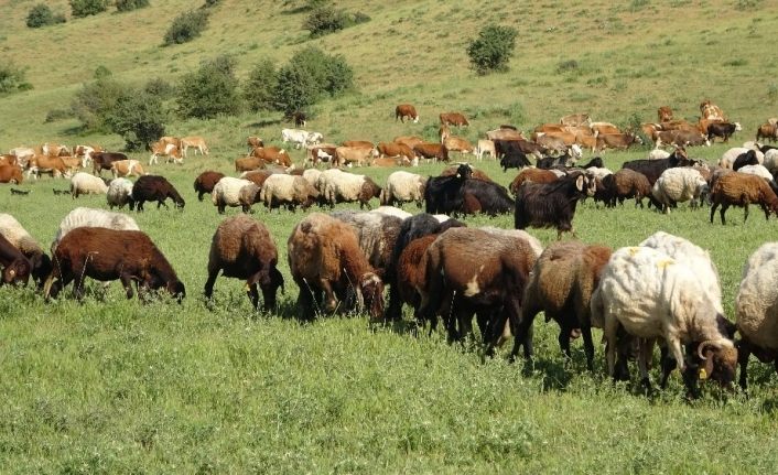 Muş’ta hayvancılık her geçen gün canlanıyor