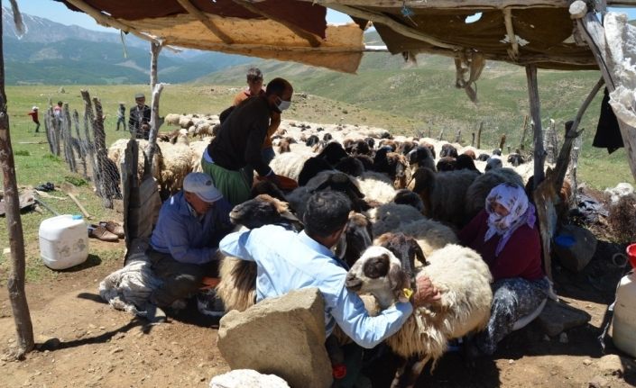 Muş’ta köylüler yaylaya çıkmaya başladı