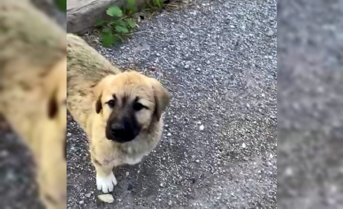 Nehir kenarında mahsur kalan yavru köpeği vatandaşlar kurtardı