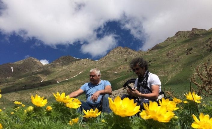 Neslinin tükendiği sanılan Horoz Gülü Tunceli’de çıktı