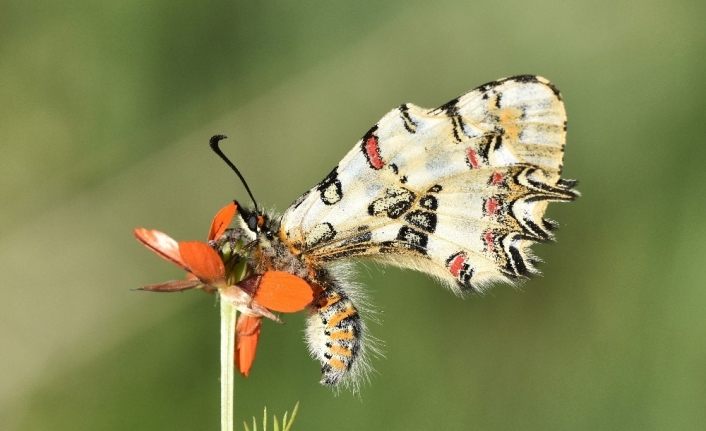 (Özel) Van Gölü Havzası’ndaki kelebek türleri kayıt altına alınıyor