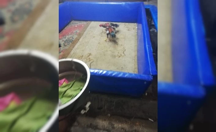 Polisten horoz dövüştürenlere baskın