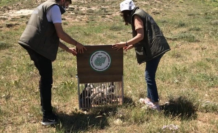 Van'da tedavileri tamamlan kuşlar artık özgür