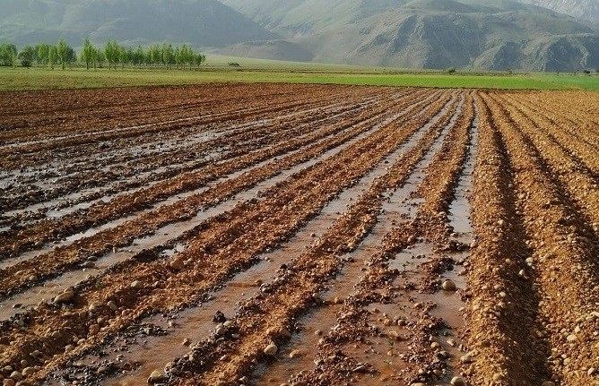 Tunceli’de 5 girişimci kadın için çilek bahçesi oluşturuldu