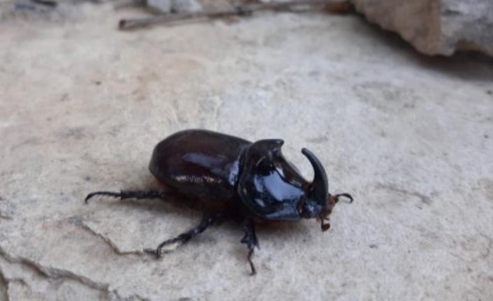 Tunceli’de gergedan böceği görüntülendi