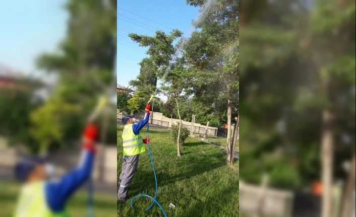 Van’da ağaçları ilaçlama çalışması