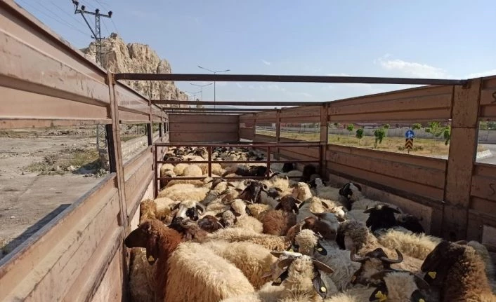 Van’dan Katar’a canlı hayvan ihracatı
