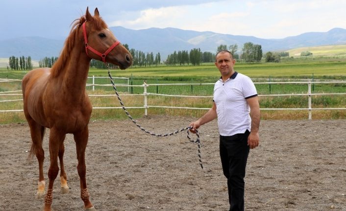 Yarışların efsane atları Erzincan’da yetişiyor