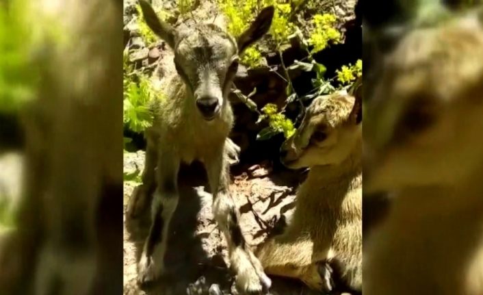 Yavru dağ keçilerine poğaça ikramı
