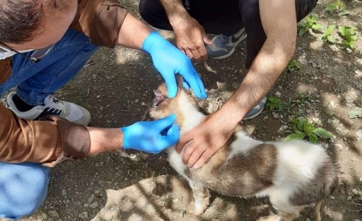 Yavru köpekler gençlik hastalığına yakalandı