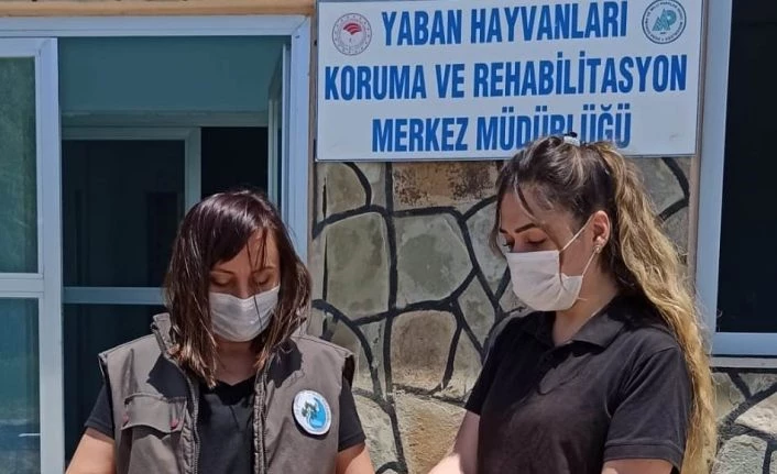 Yavru Kukumavlar ile Karga tedavi altına alındı