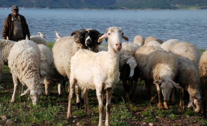 Yaylalarda koyun kırkma sezonu başladı