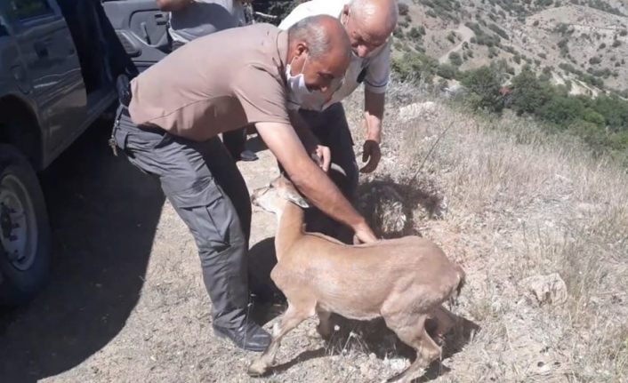 Yolunu kaybeden dağ keçisi, doğal yaşam alanına bırakıldı