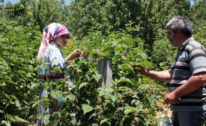 Ahudududa hasat verimli başladı