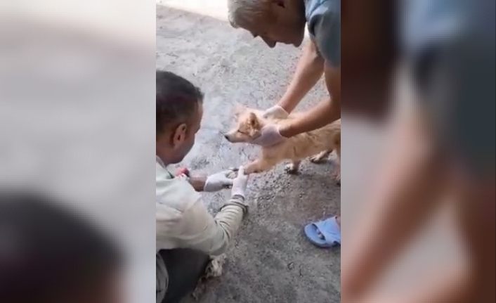 Ayakları asfalta yapışan yavru köpek böyle kurtarıldı